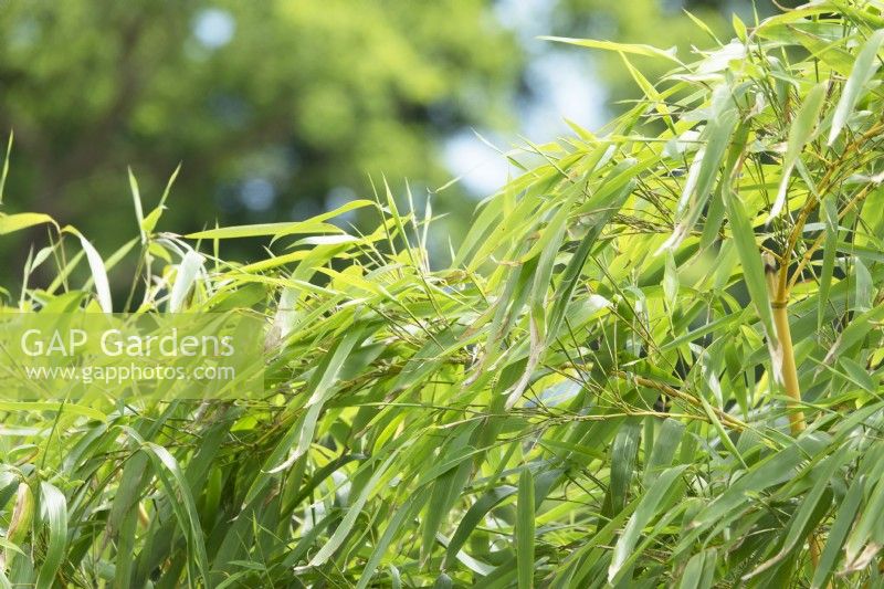 Phyllostachys vivax 'Aureocaulis'