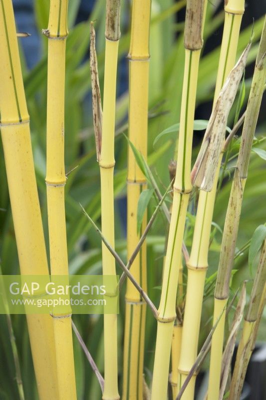 Phyllostachys vivax 'Aureocaulis'