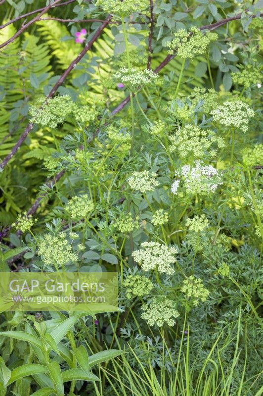  Cenolophium denudatum in The Mind Garden