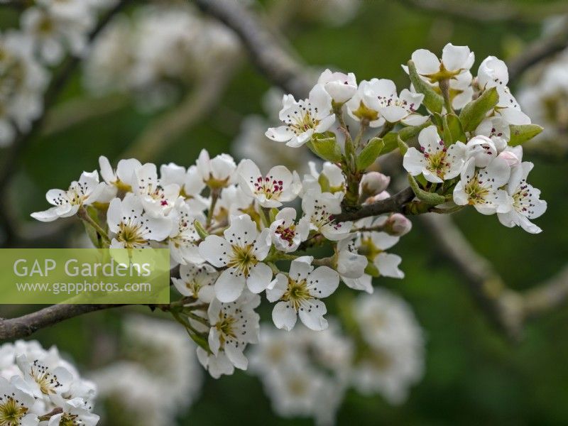 Pyrus 'Conference' - Pear blossom in spring Late April 