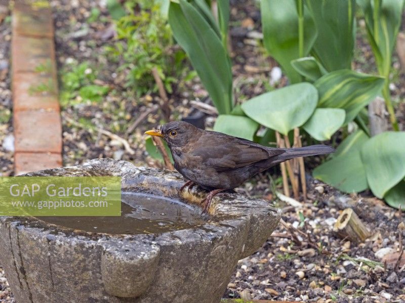 Blackbird Turdus merula female bathing and drinking Norfolk 