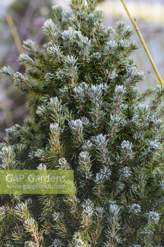 Picea glauca var. albertiana Alberta Blue = 'Haal'  in January