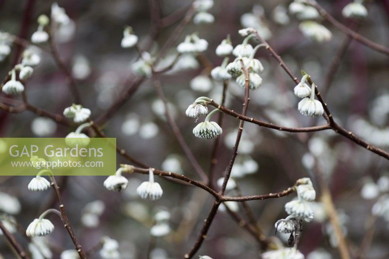 Edgeworthia chrysantha 'Red Dragon' in January