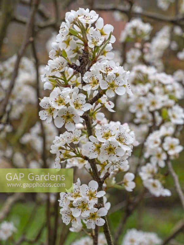 Pyrus 'Conference' - Pear blossom in spring Late April Norfolk