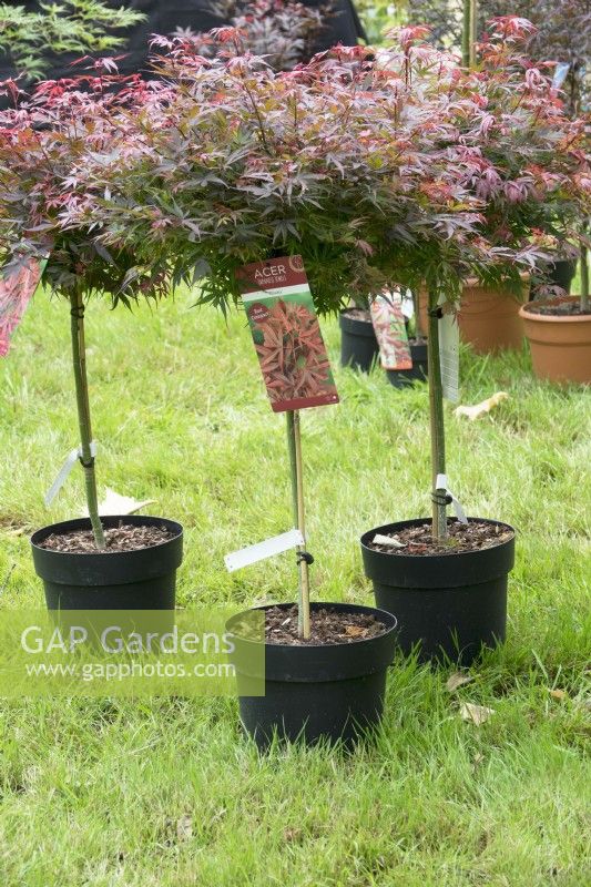 Japanese Acers in pot.