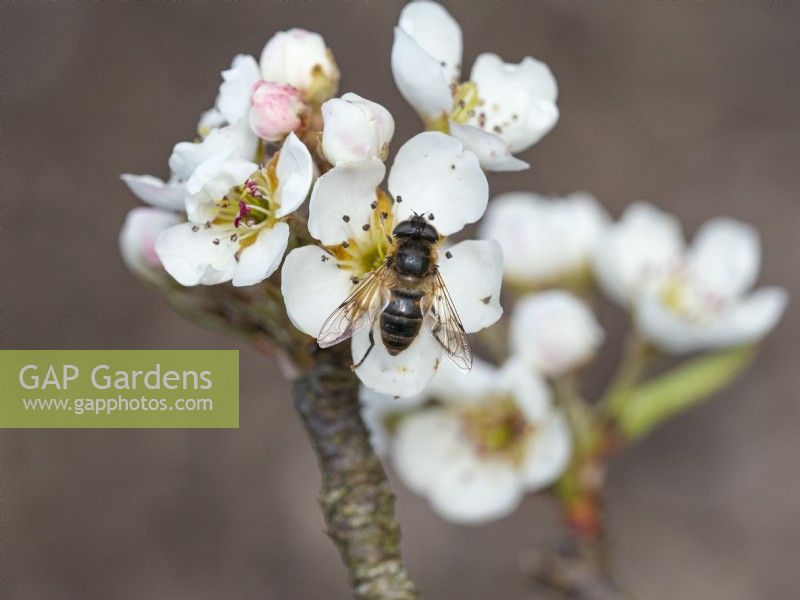 Hoverfly Eristalis tenax  feeding on Pear laxton's superb blossom