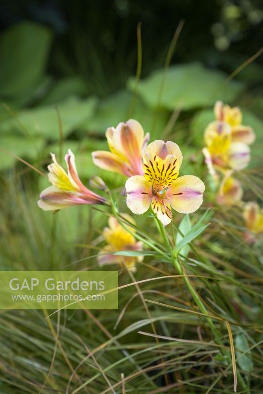 Alstroemeria 'Anjou'