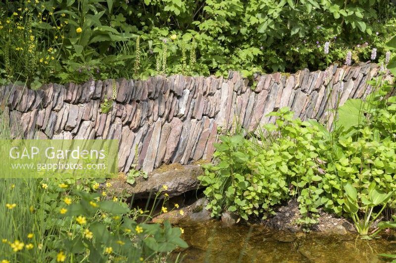 Overgrown dry stonewall over pond
 - A rewilding Britain Landscape .Gold Medal and Best in Show  