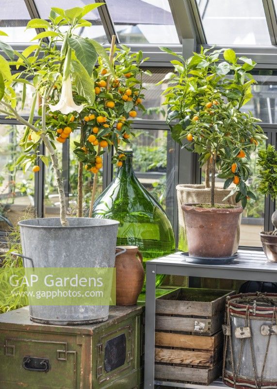 Citrus standard in the glasshouse, summer July