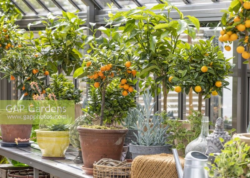 Citrus standard in the glasshouse, summer July