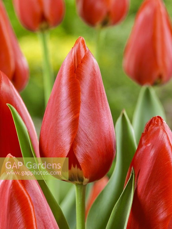 Tulipa Keep On Smiling, spring May