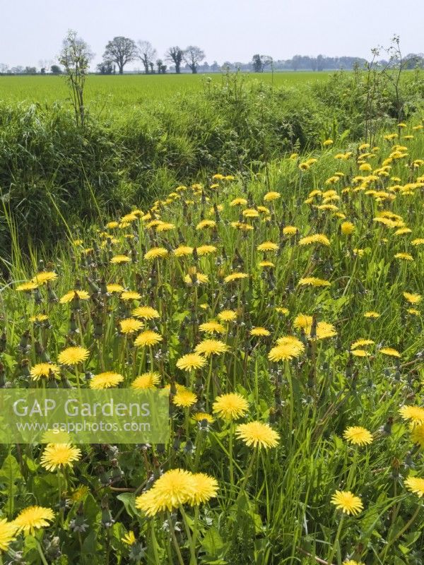 Taraxacum officinale - Dandelion on roadside verge