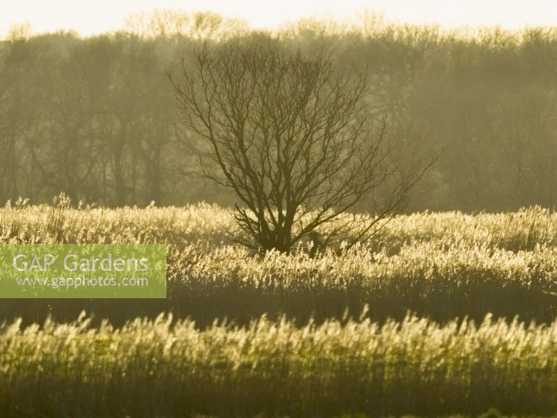 Phragmites australis - Common reed on norfolk grazing march at sunset