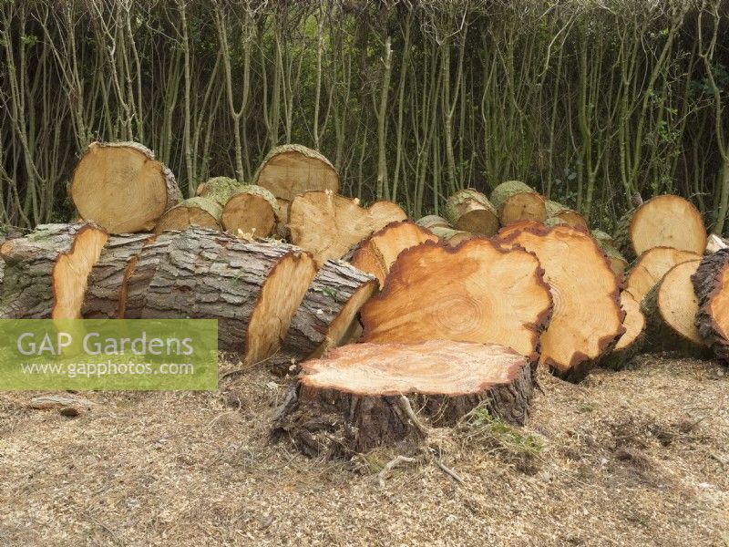 Pinus radiata - Monterey Pine -  Recently felled log stack.