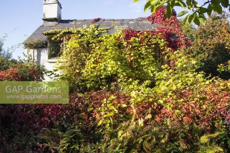 Small cottage almost completely covered with combination of Vitis coignetiae  with pre- Autumn leaf colour of yellow/green, also called Crimson Glory Vine and Parthenocissus quinquefolia, also called Virginia creeper with red leaves. September. Autumn. 