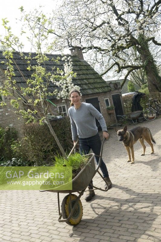 Nursery owner transporting fruit tree in blossom in wheelbarrow, with her dog watching, at the farmhouse.