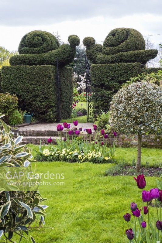 Yew double Snail topiary either side of black metal gateway viewed across lawn with burgundy Tulipa