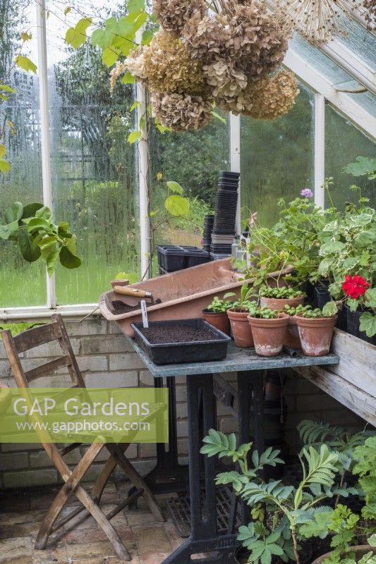 Potting up area in greenhouse with seat and table and young basil plants