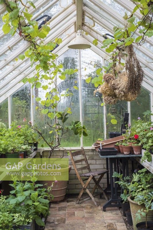 Potting up area at end of greenhouse with seat and table, overwintering citrus tree, grapevine and dried cut flower heads