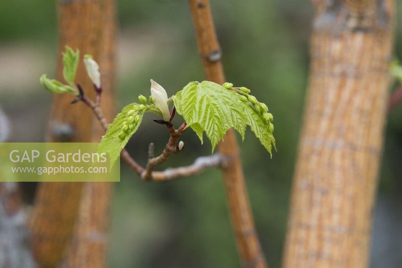 Acer pensylvanicum 'Erythrocladum' - Snake-bark maple foliage in spring