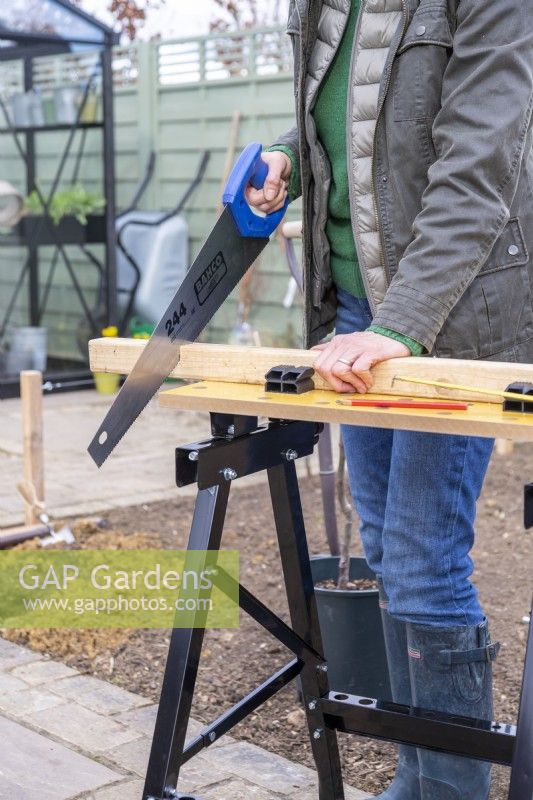 Woman sawing the wooden posts so that they can be 50 cm deep in the ground and match the height of the apple tree above ground