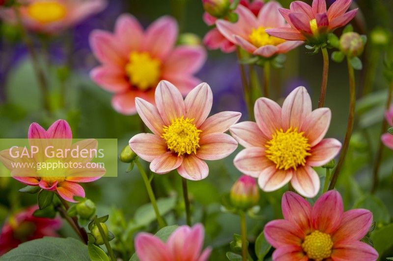 Dahlia 'Topmix Salmon' syn.  'Topmix Zalm'