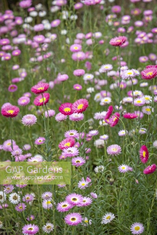 Acroclinium 'Double Giant Flowered Mixed' - Everlasting Strawflower