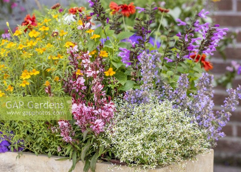 Colorful annual mix in stone trough, summer July