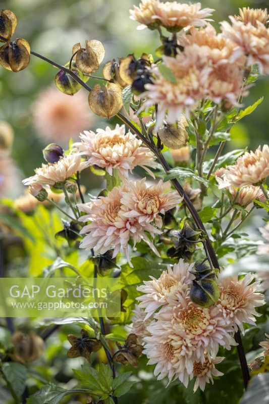 Chrysanthemum 'Avignon Pink' with Nicandra physalodes - Apple of Peru