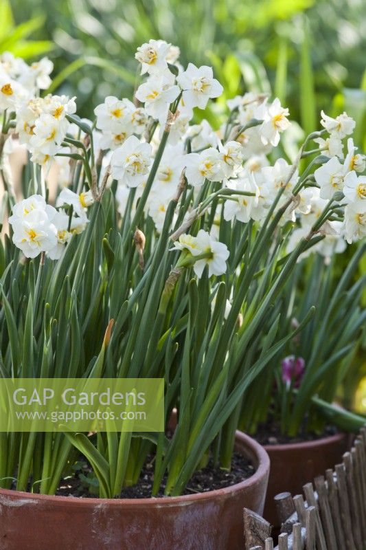 Narcissus 'Bridal Crown' in terracotta pots.