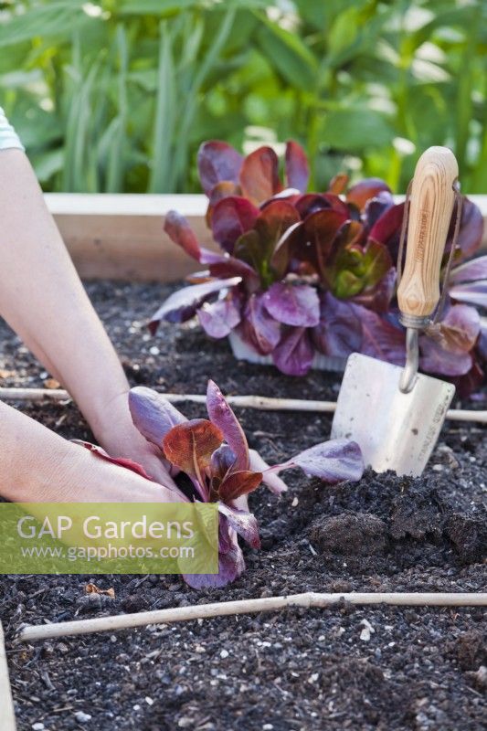 Planting cell grown red Romaine lettuce in raised bed.