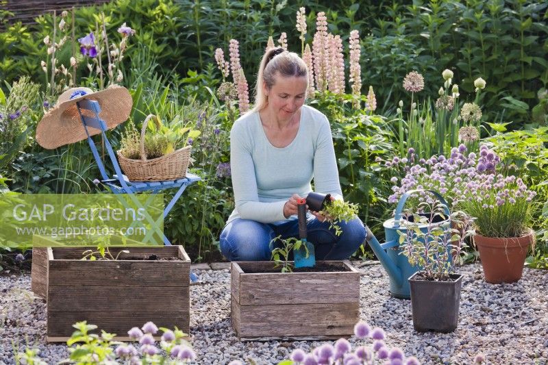 Woman planting tomato and oregano in wooden box.