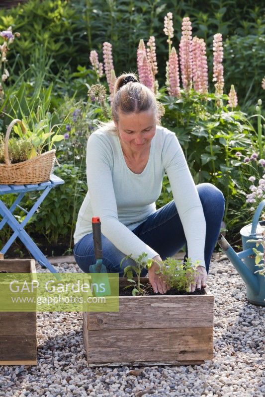 Woman planting tomato and oregano in wooden box.