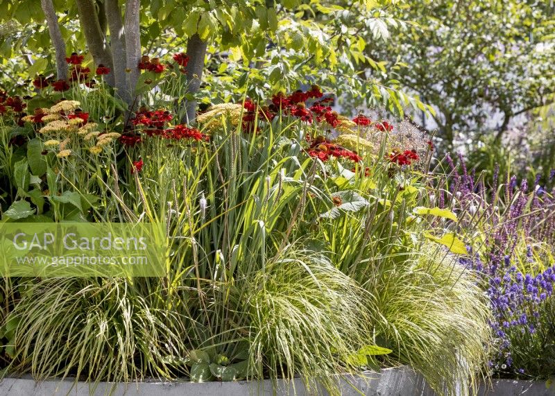 Contemporary garden design with Helenium, summer August