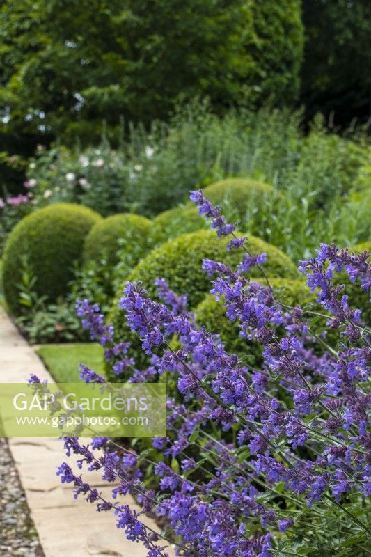 Nepeta racemosa 'Walker's Low' with clipped buxus balls in the background and a paved path.