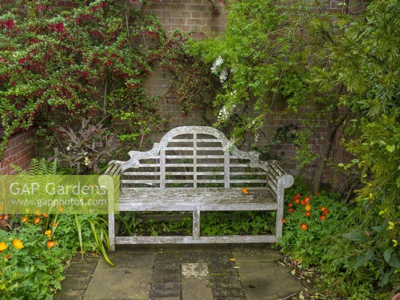 Secluded garden bench, and climbers  East Ruston Old Vicarage Gardens Norfolk May Spring