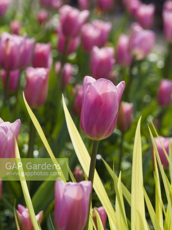Tulipa - Pink tulips with Iris 'Aichi-No-Kagayaki' leaves