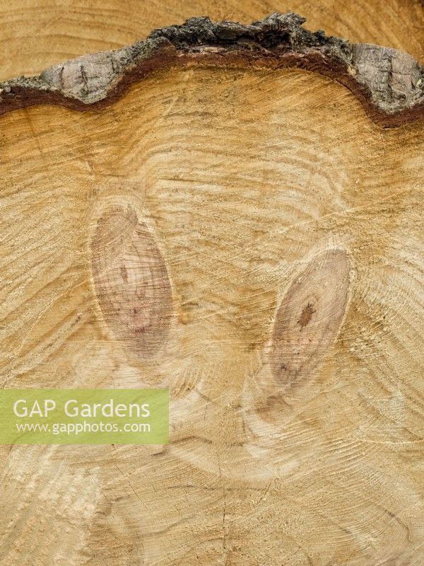 Pinus radiata - Monterey Pine - Recently felled log with face and eye pattern