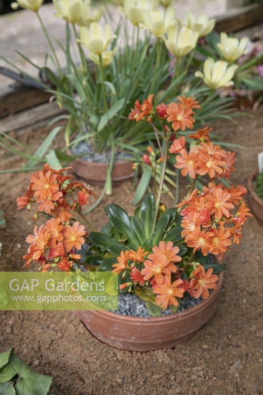 Lewisia cotyledon Ashwood Strain Orange Shades - May