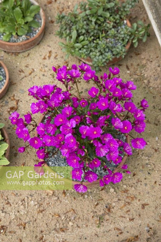 Lewisia cotyledon Ashwood Strain Magenta Shades, May