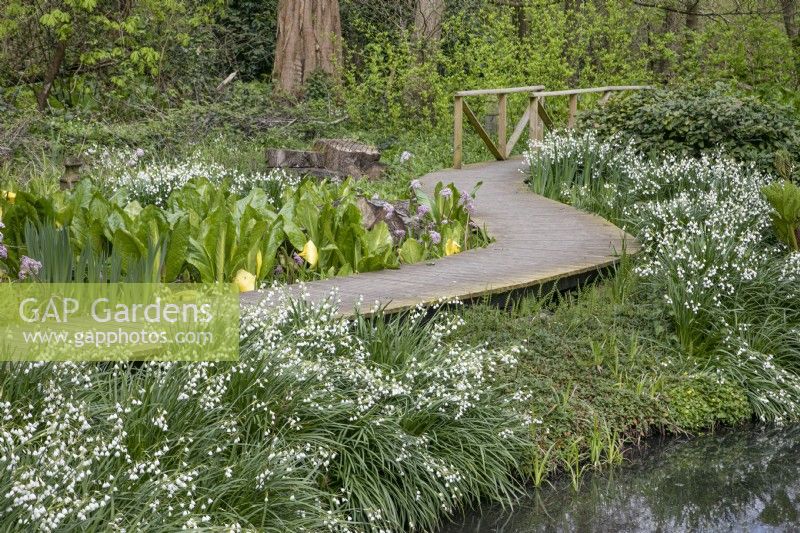 Leucojum vernum bordering the pond and boardwalk at Winterbourne Botanic Garden - April