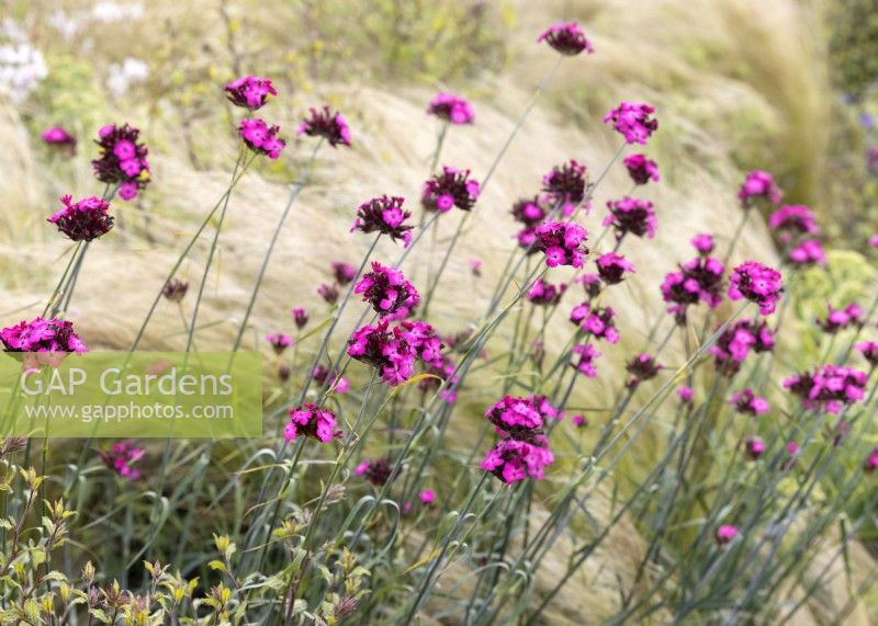 Dianthus carthusianorum, summer June