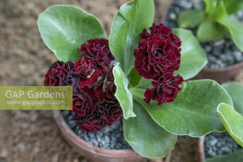 Primula auricula 'Prometheus' - May