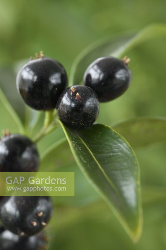 Sarcococca confusa  Sweet box berries and leaves  November