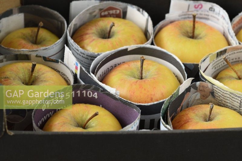 Malus domestica  Apples for storage with paper dividers  January