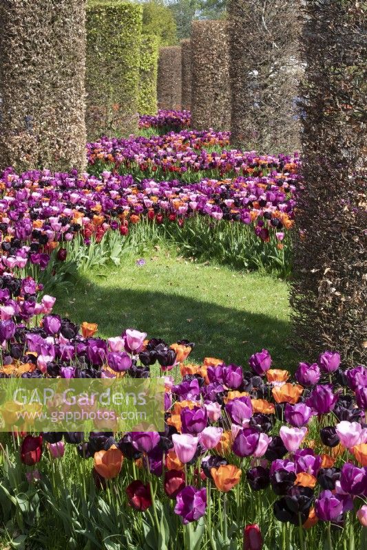 Tulipa Tulip 'Annie Schilder, 'Mistress', Negrita','Paul Scherer','Pallada'  growing in a grassed area.  