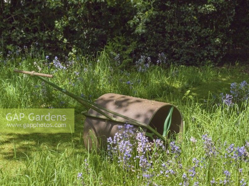 Vintage garden roller alongside a naturalised bed of bluebells