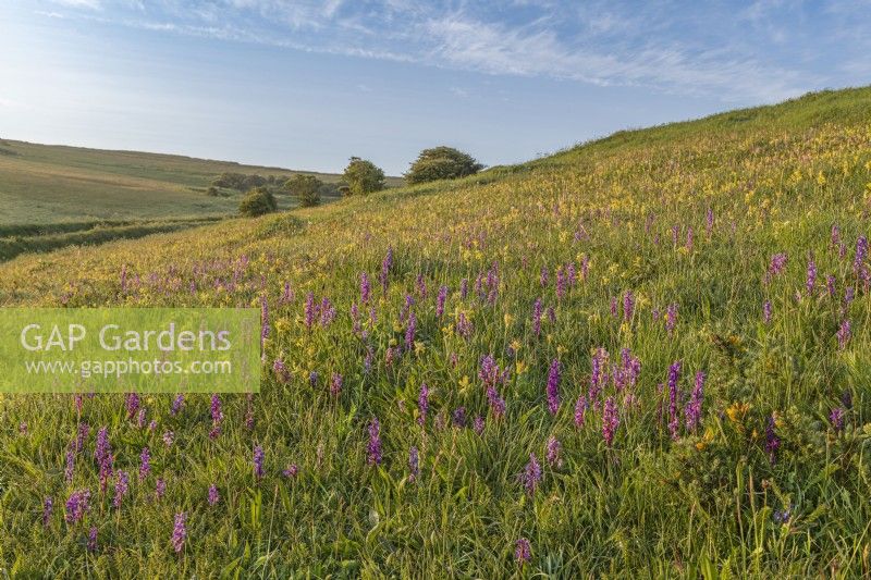 Anacamptis morio flowering amongst Primula veris in a wildflower meadow in Summer - May