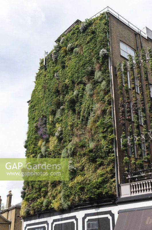 Vertical planting on Bressendon Place in the centre of London