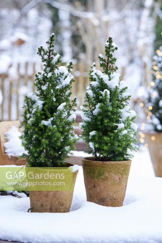 Table arrangement of Picea glauca 'Conica' in a ceramic pot  surrounded by snow 